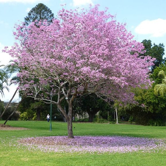 Cuban Pink Trumpet Tree (Tabebuia pallida) - Ladybird Nursery