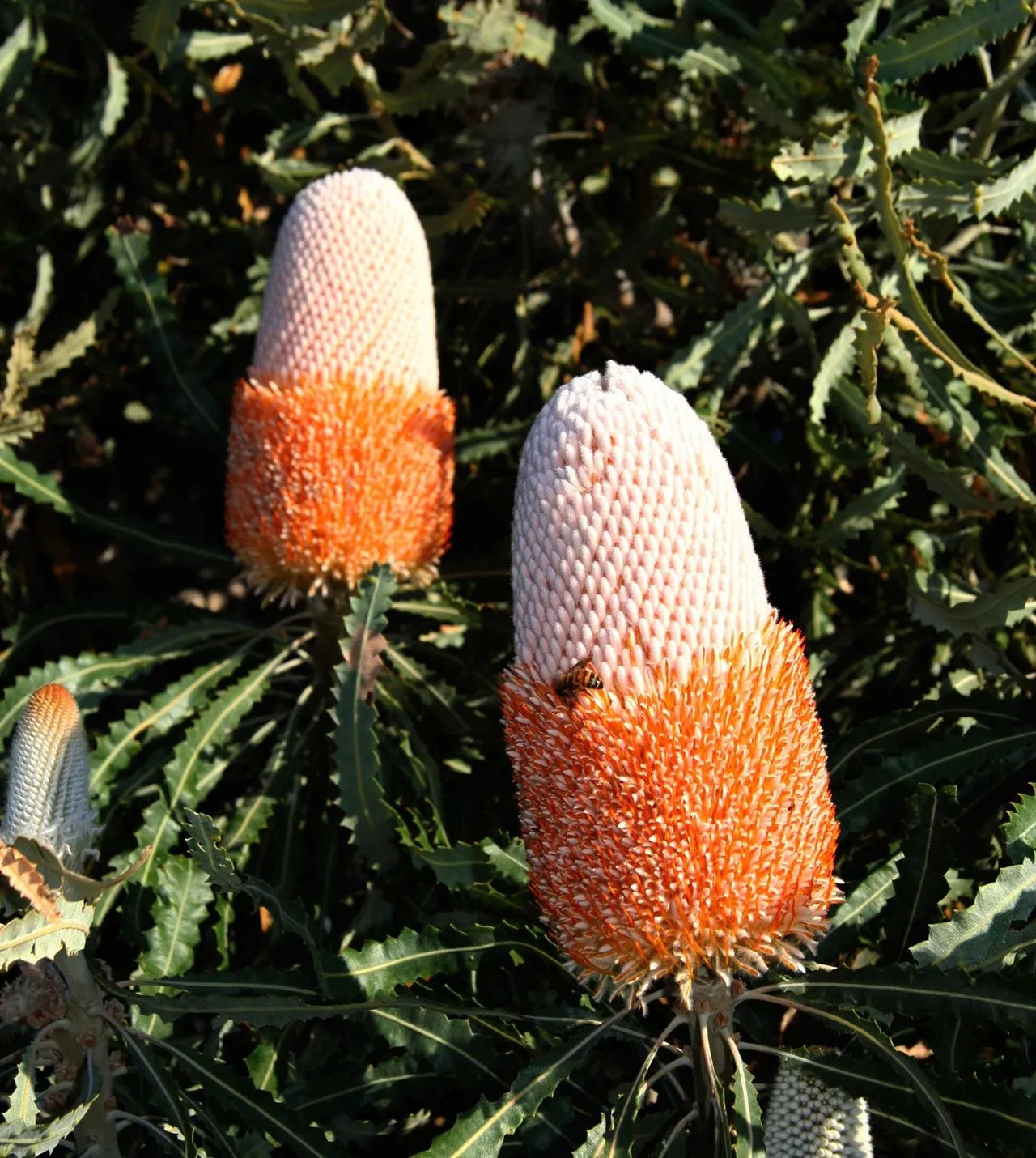 Acorn Banksia (Banksia prionotes) - Ladybird Nursery