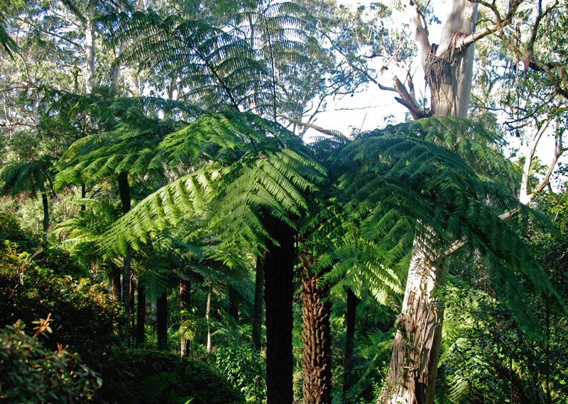 Rough Tree Fern (Cyathea australis) - Ladybird Nursery