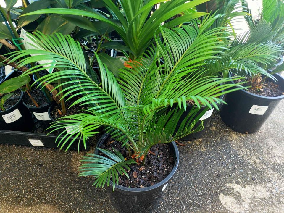 Cycad Revoluta - Ladybird Nursery