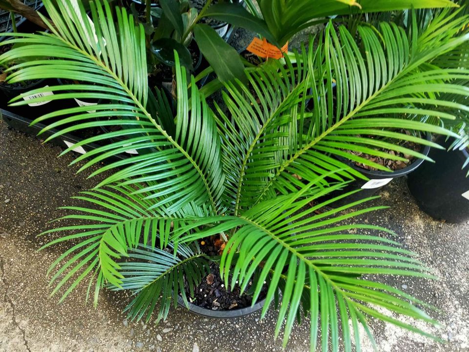 Cycad Revoluta - Ladybird Nursery