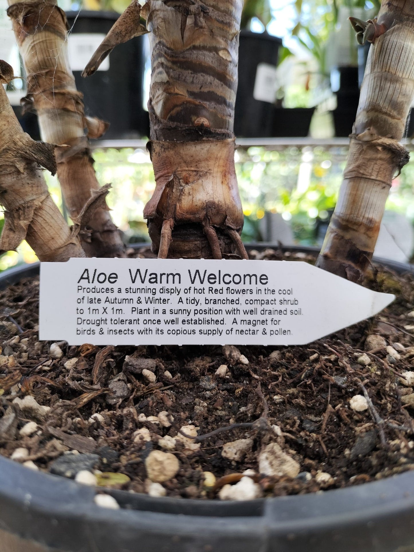Aloe Vera Warm Welcome