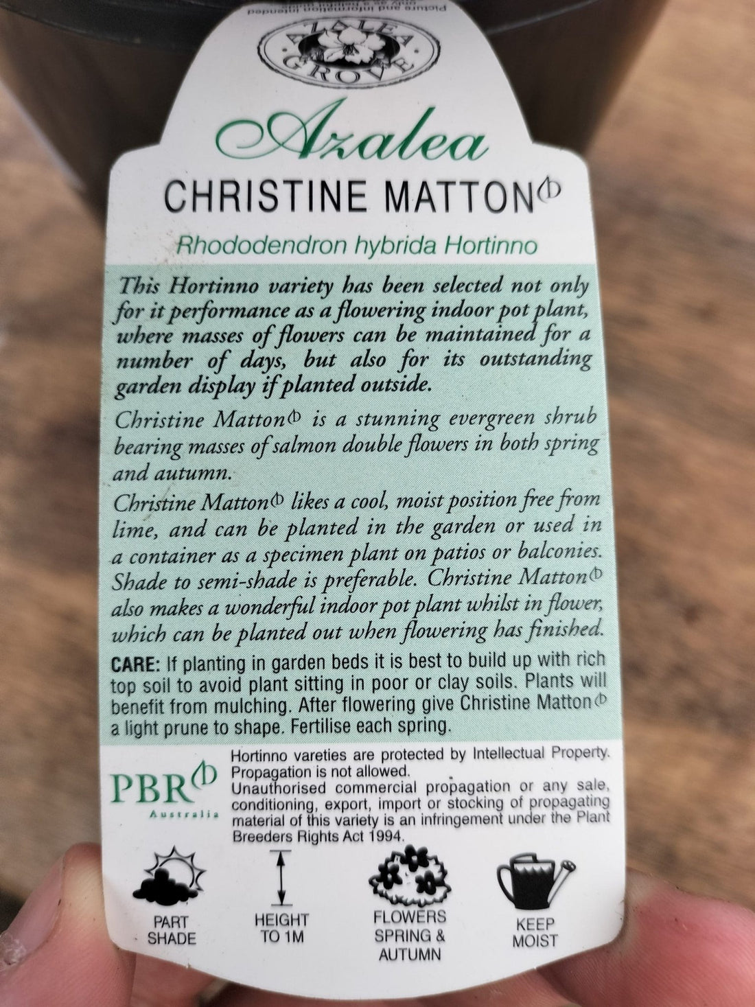 Azalea Christina Matton - Ladybird Nursery