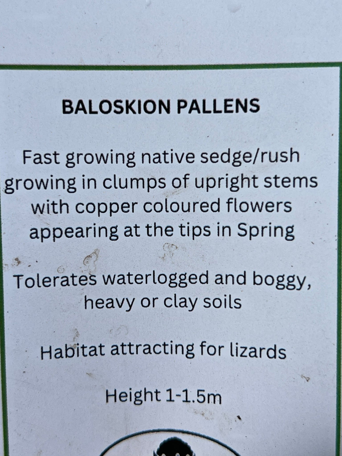 Baloskion pallens 'Didgery Sticks' - Ladybird Nursery