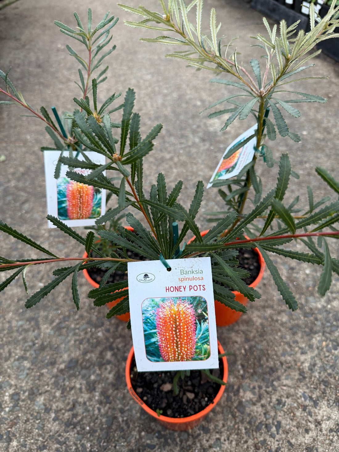 Dwarf Banksia 'Honey Pots' - Ladybird Nursery