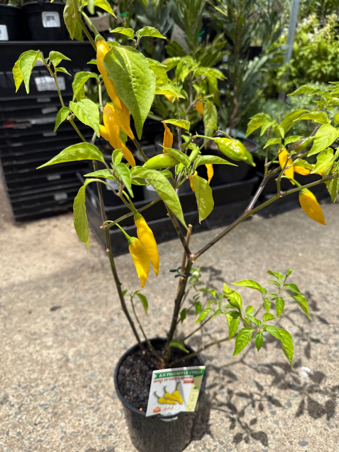 Chilli 'Aji Pineapple' - Ladybird Nursery