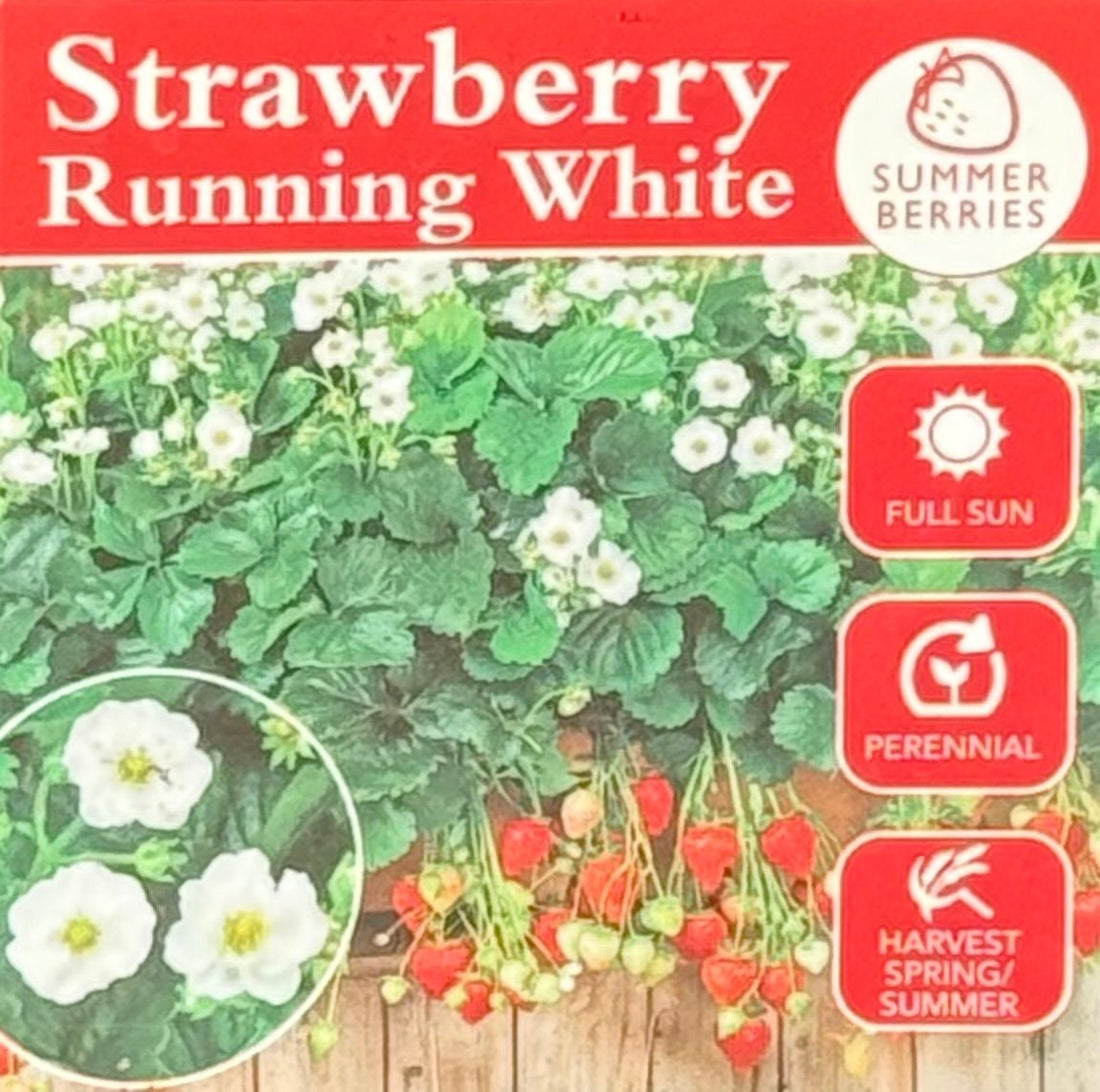 Strawberry 'Running White' - Ladybird Nursery