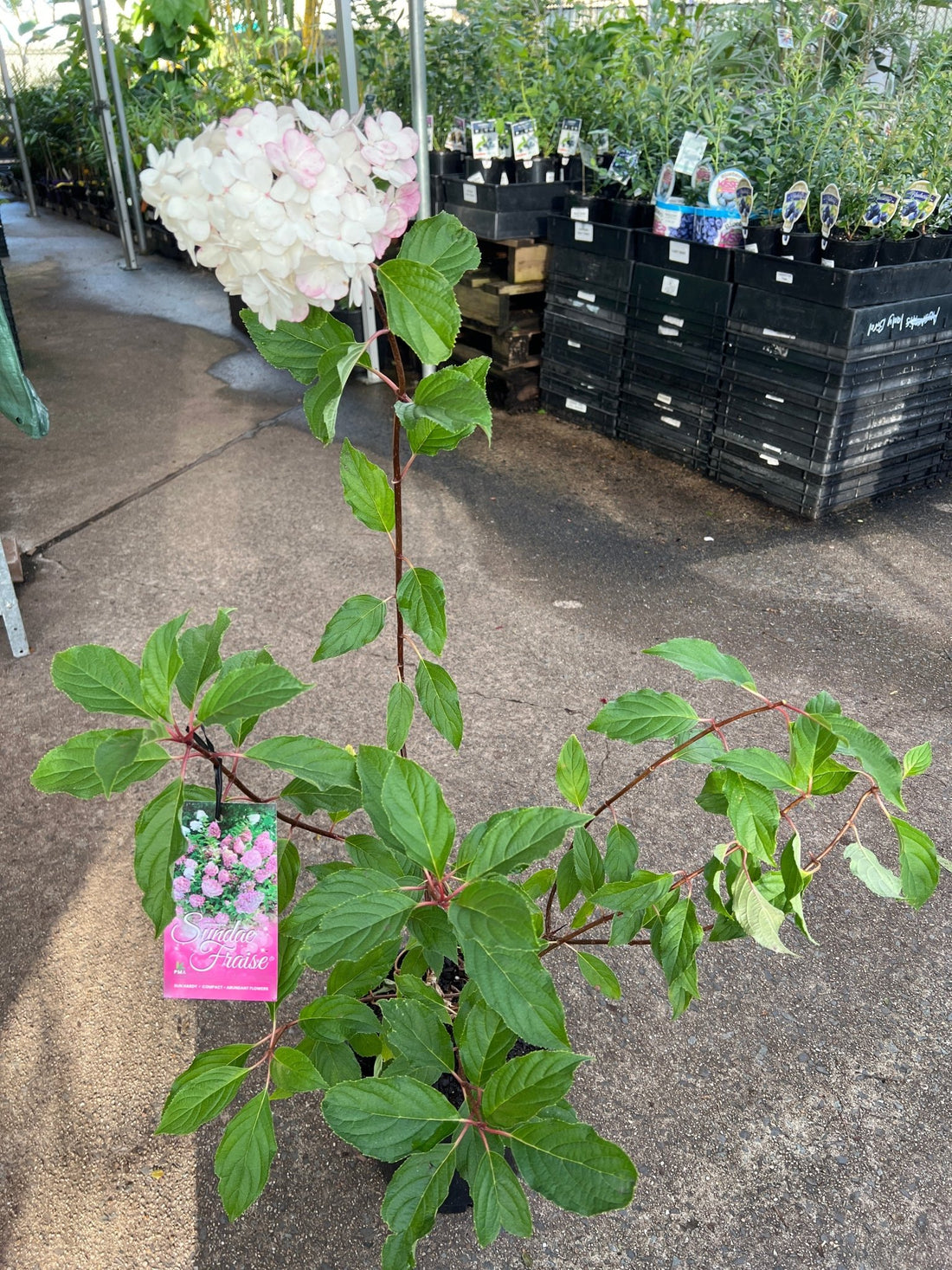 'Sundae Fraise' (Hydrangea paniculata) - Ladybird Nursery