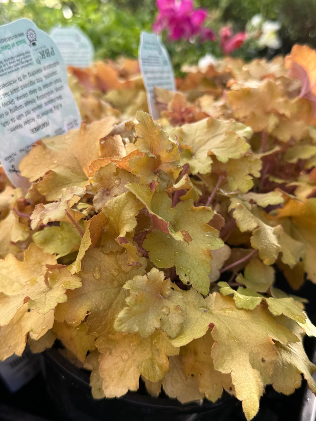 Heuchera 'Marmalade' - Ladybird Nursery