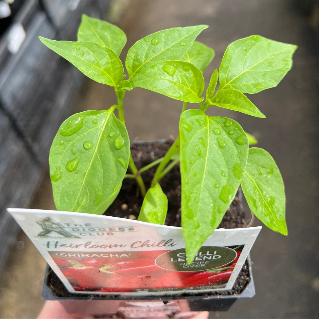 Chilli ‘Sriracha’ - Ladybird Nursery