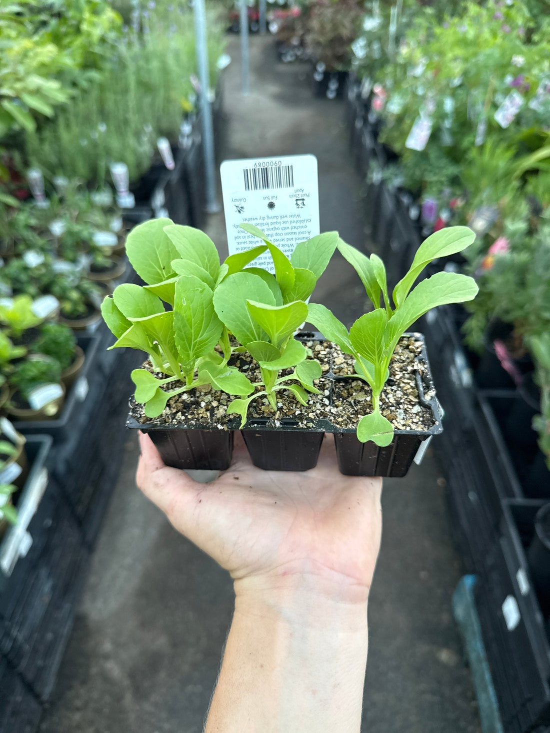 Bok Choy (Pickup Only) - Ladybird Nursery