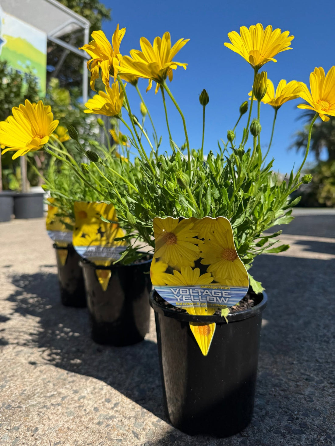 African Daisy Voltage™ 'Yellow' (Osteospermum) - Ladybird Nursery