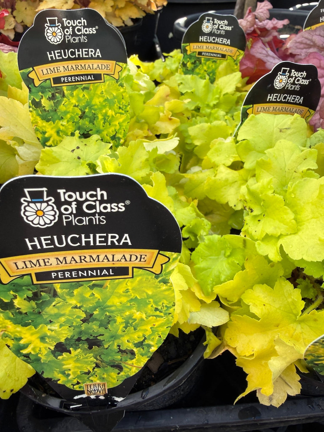 Heuchera 'Lime Marmalade' - Ladybird Nursery
