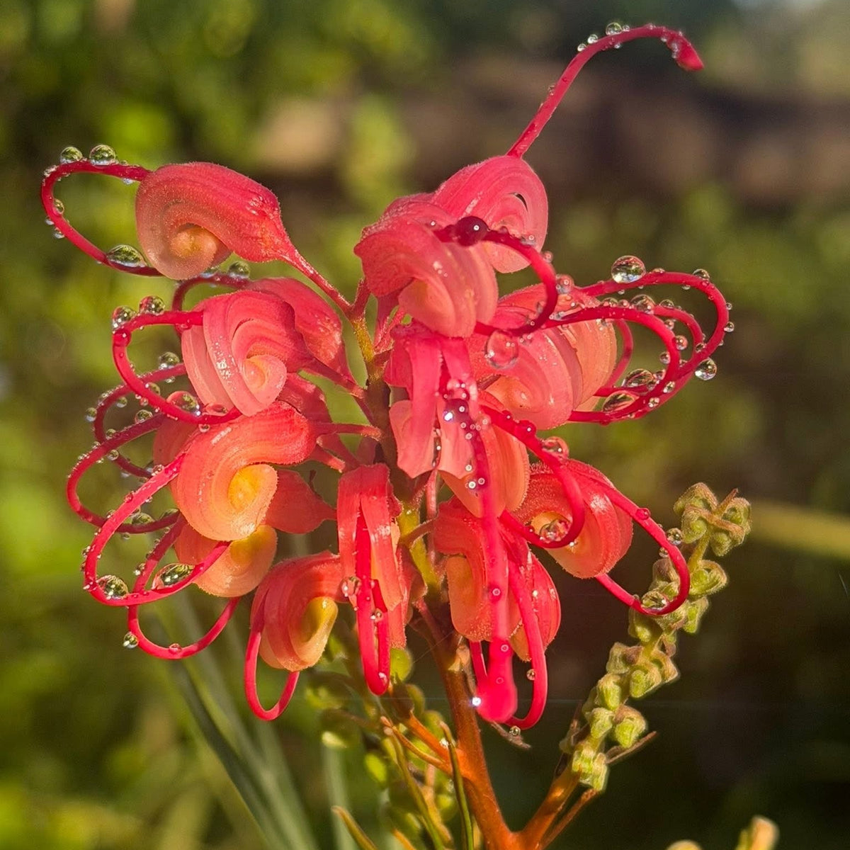 Grevillea 'Elegance' - Large - Ladybird Nursery