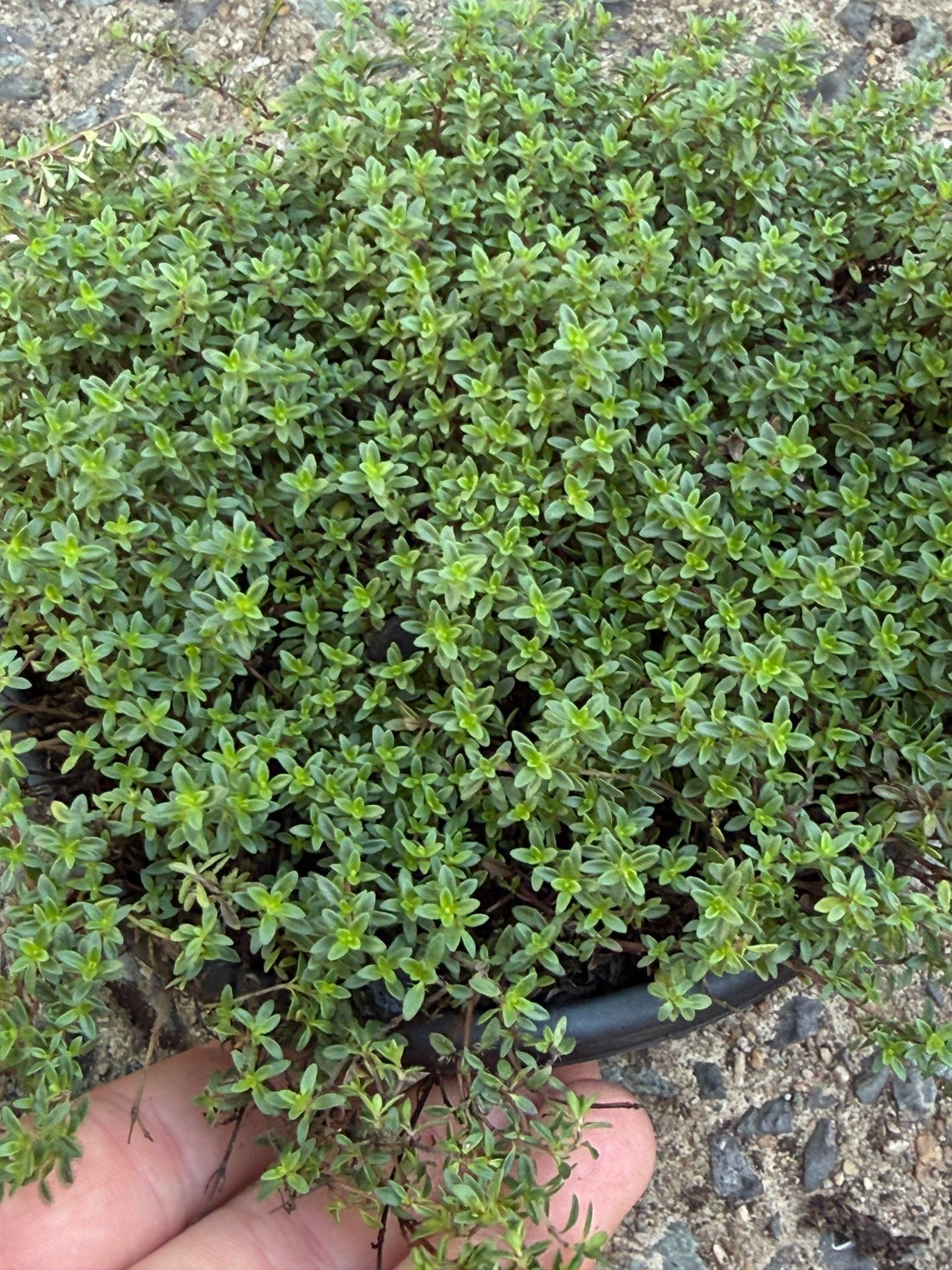 Thyme 'Creeping' (Thymus praecox) - Ladybird Nursery