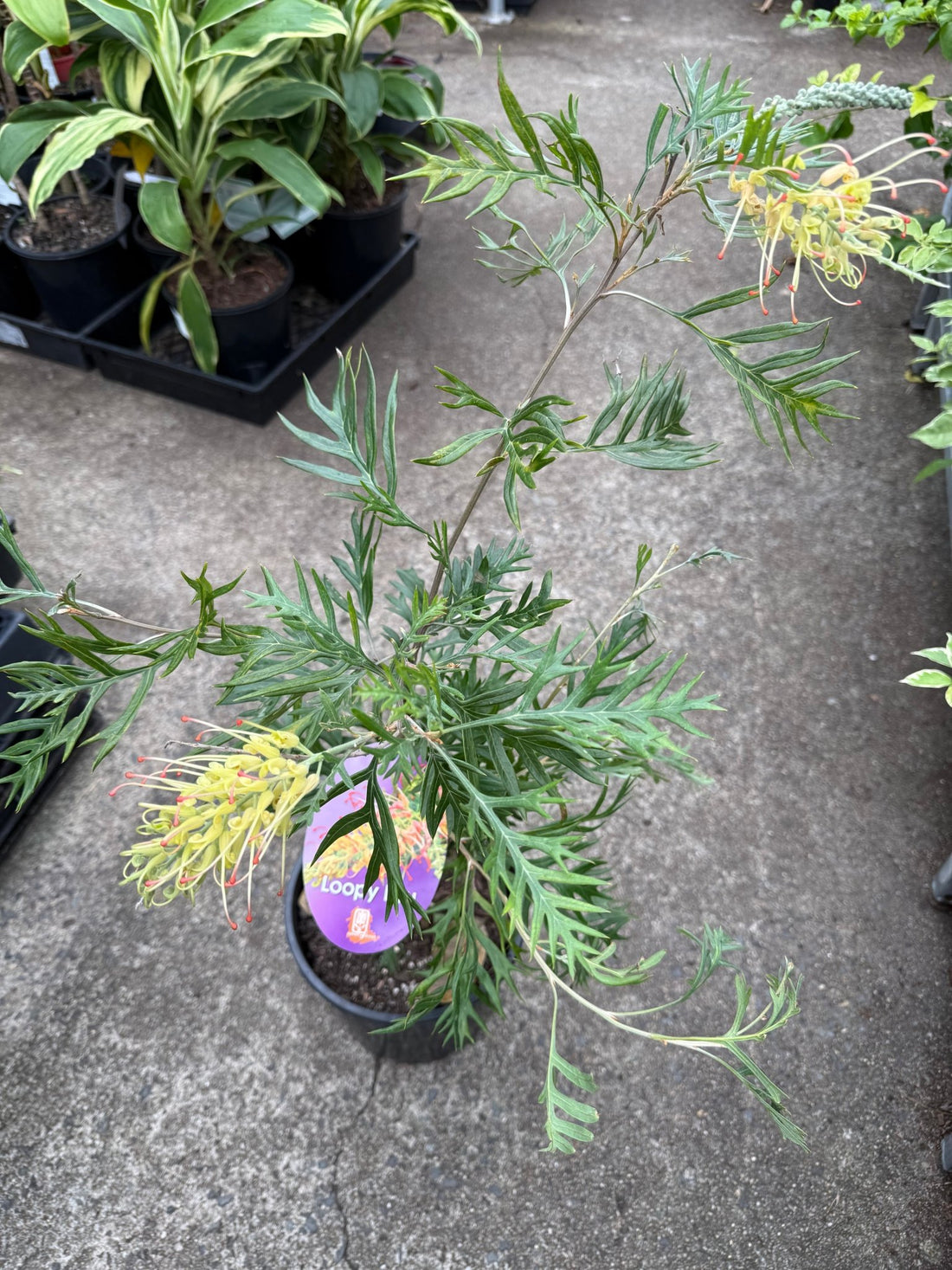 Grevillea Loopy Lou - Medium - Ladybird Nursery