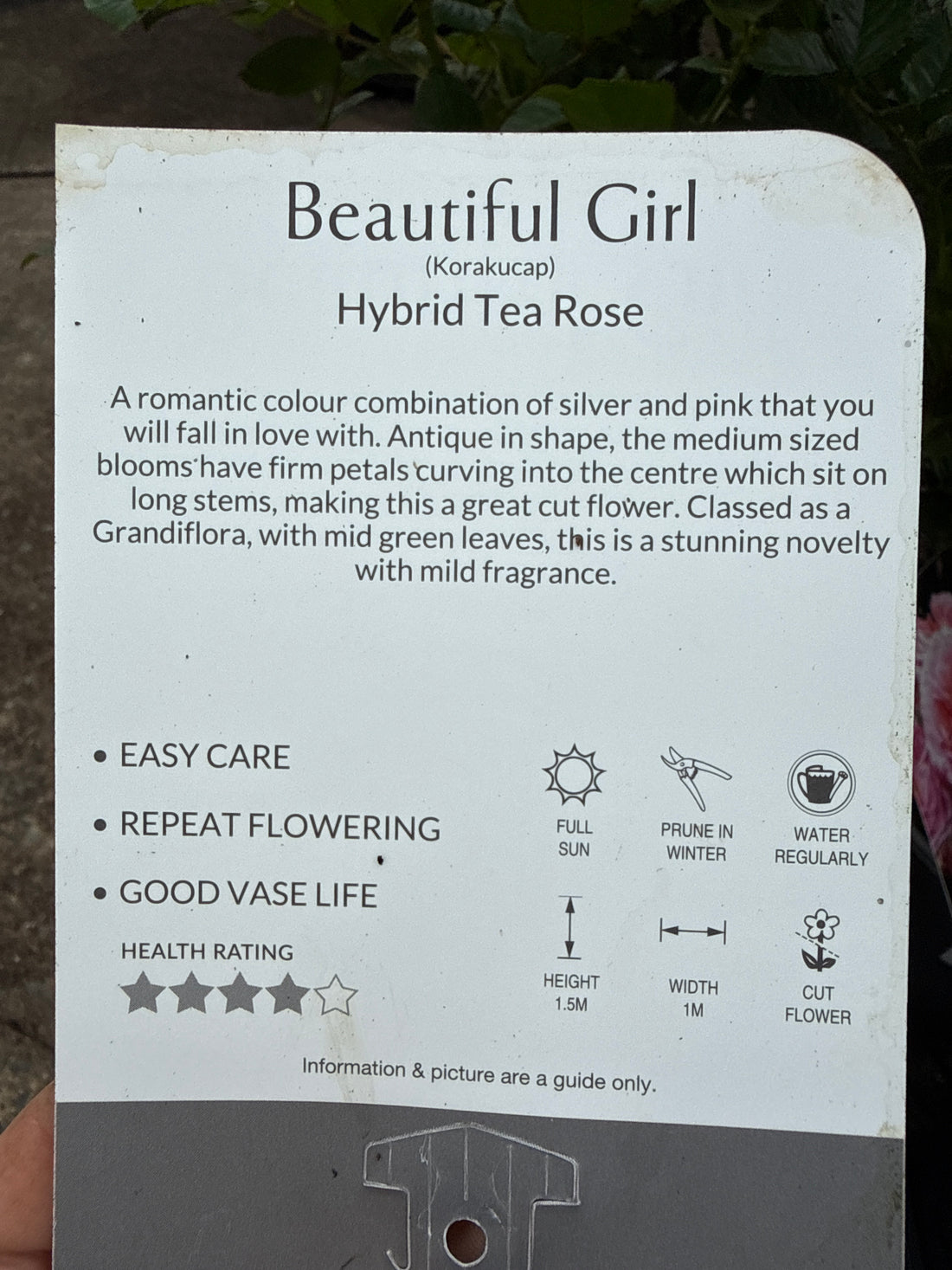 Rose 'Beautiful Girl'