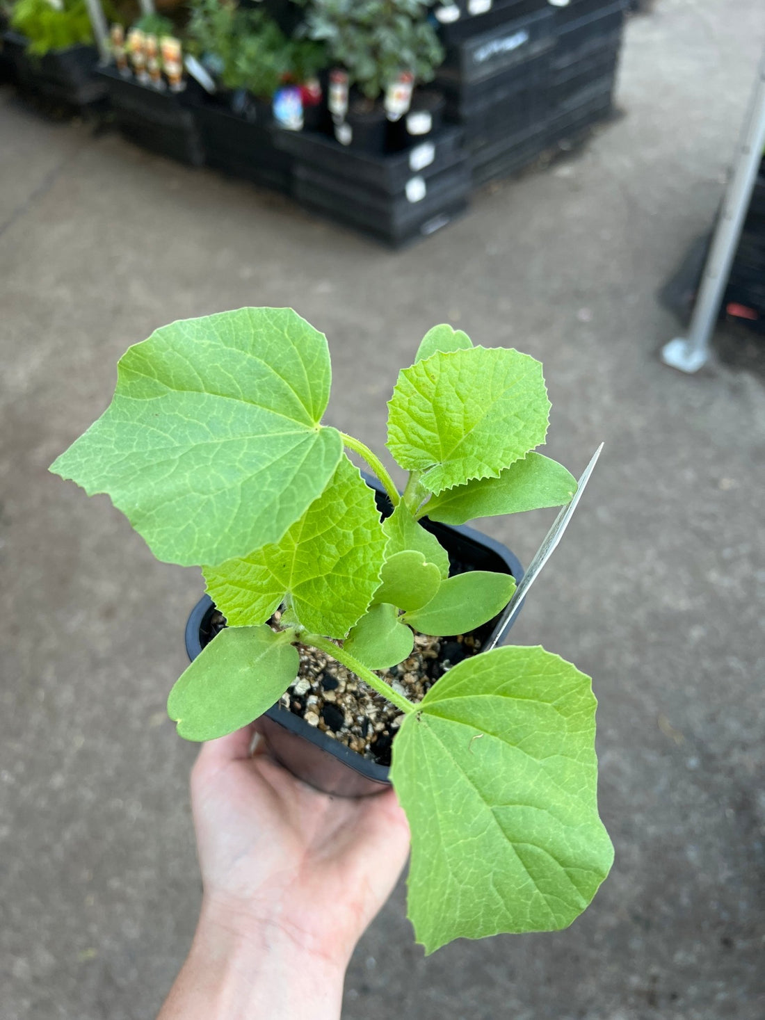 Rockmelon 'Hales Best' (Pickup Only) - Ladybird Nursery