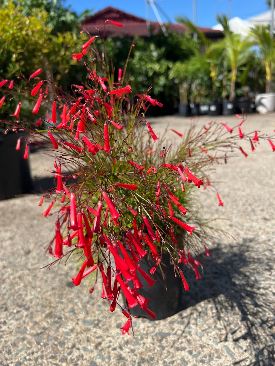 Firecracker Plant Red (Russelia equisetiformis) - Ladybird Nursery