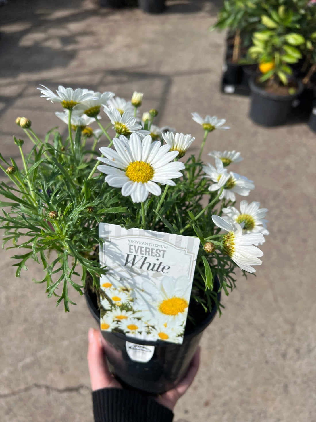 Daisy 'Everest White' - Ladybird Nursery