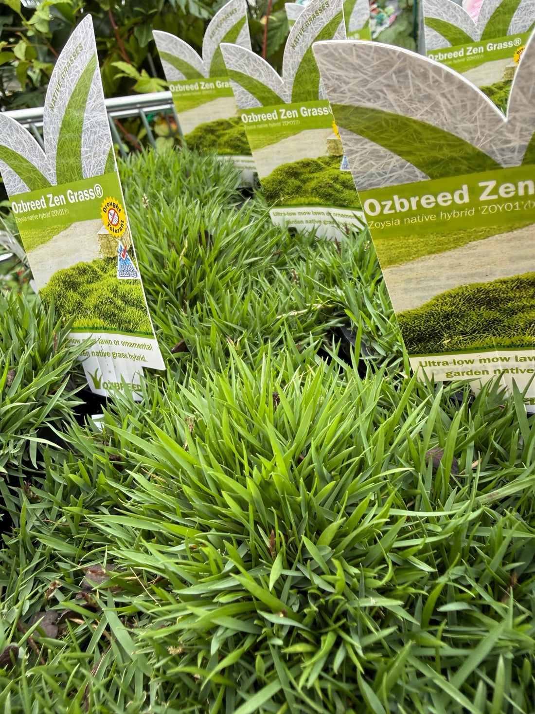 Zen Grass® (Zoysia native hybrid) - Ladybird Nursery