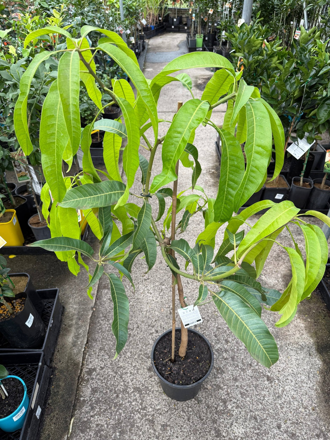 Dwarf Mango 'Alphonso' - Large (PICK UP ONLY) - Ladybird Nursery