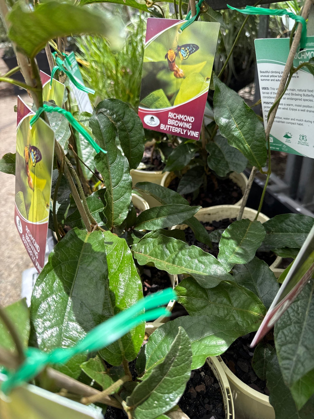 Richmond Birdwing Vine (Pararistolochia praevenosa) - Ladybird Nursery