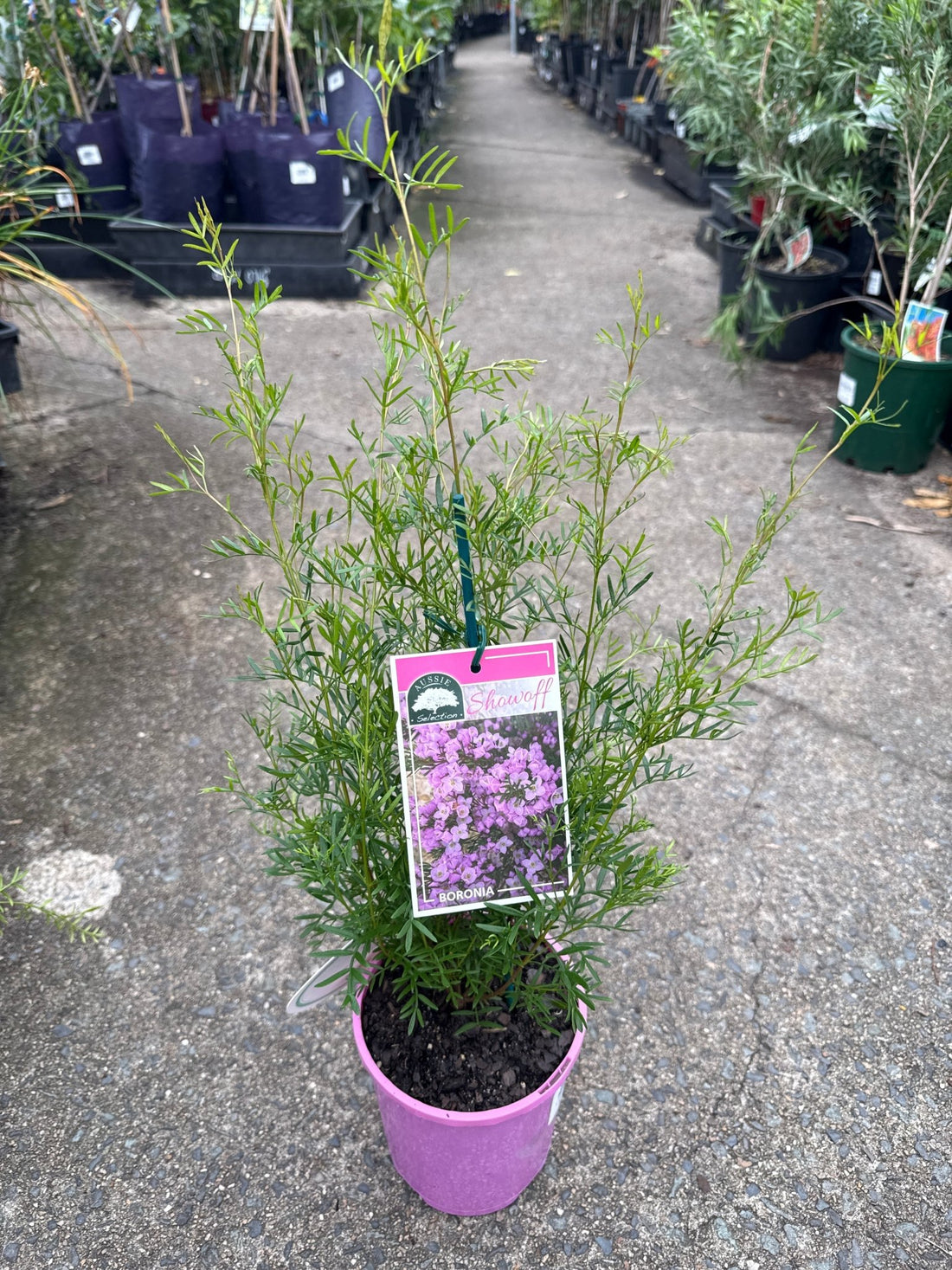 Boronia ‘Show Off' (Boronia pinnata) - Ladybird Nursery