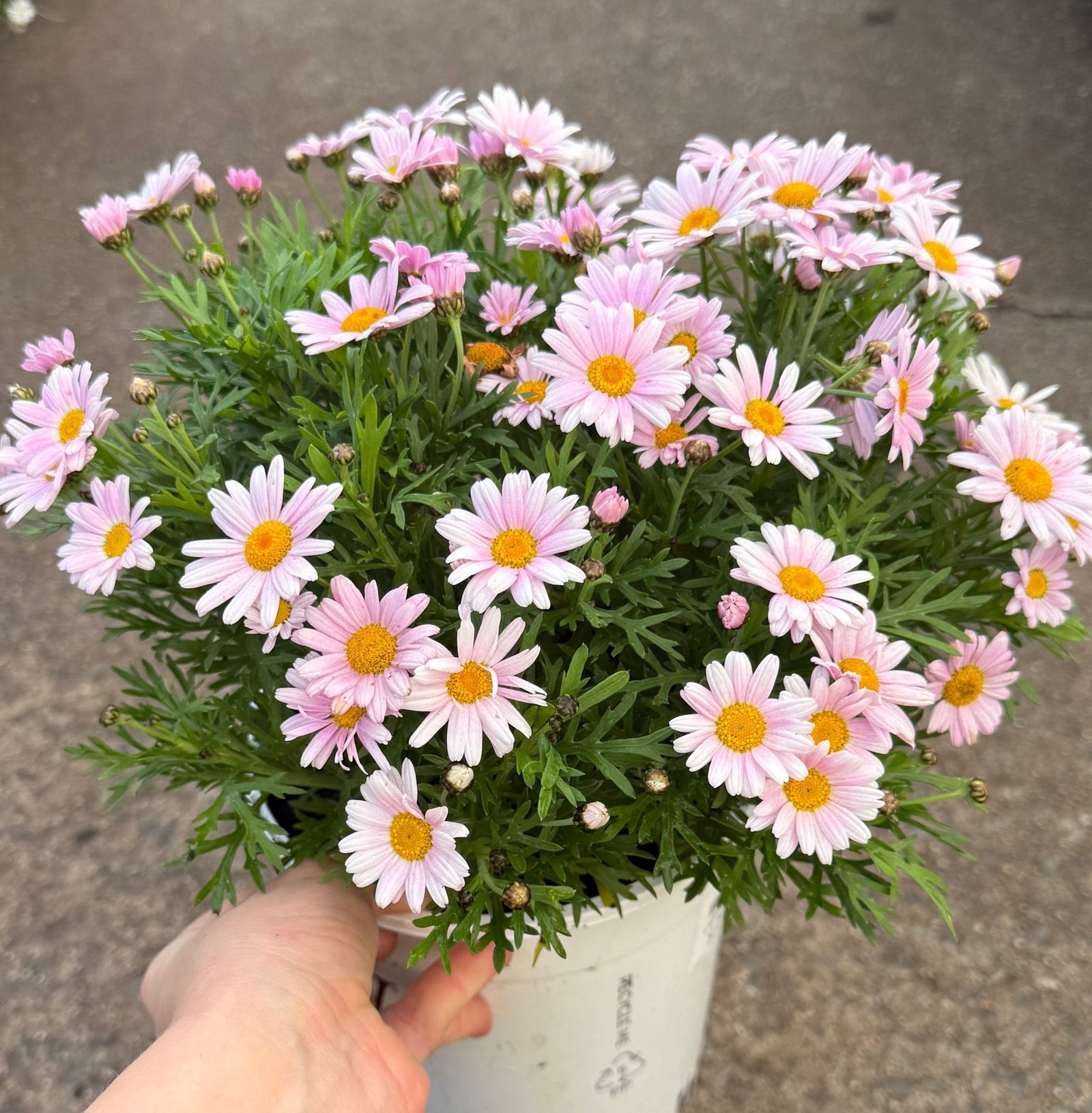 Argyranthumum 'Lolly' - Large - Ladybird Nursery