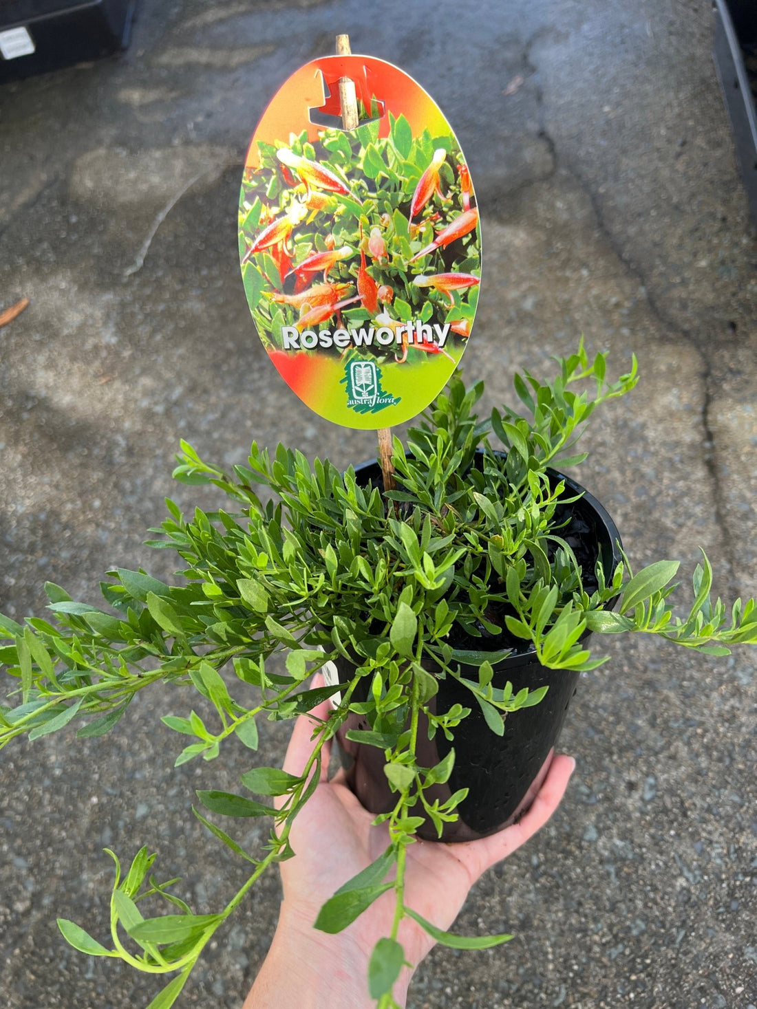 Emu Bush 'Roseworthy' - Ladybird Nursery