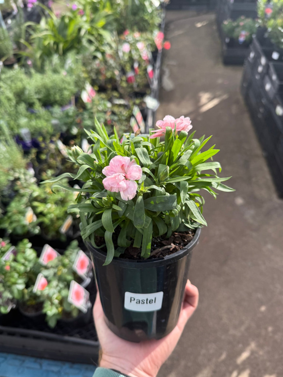 Carnation Dwarf 'Pastel'