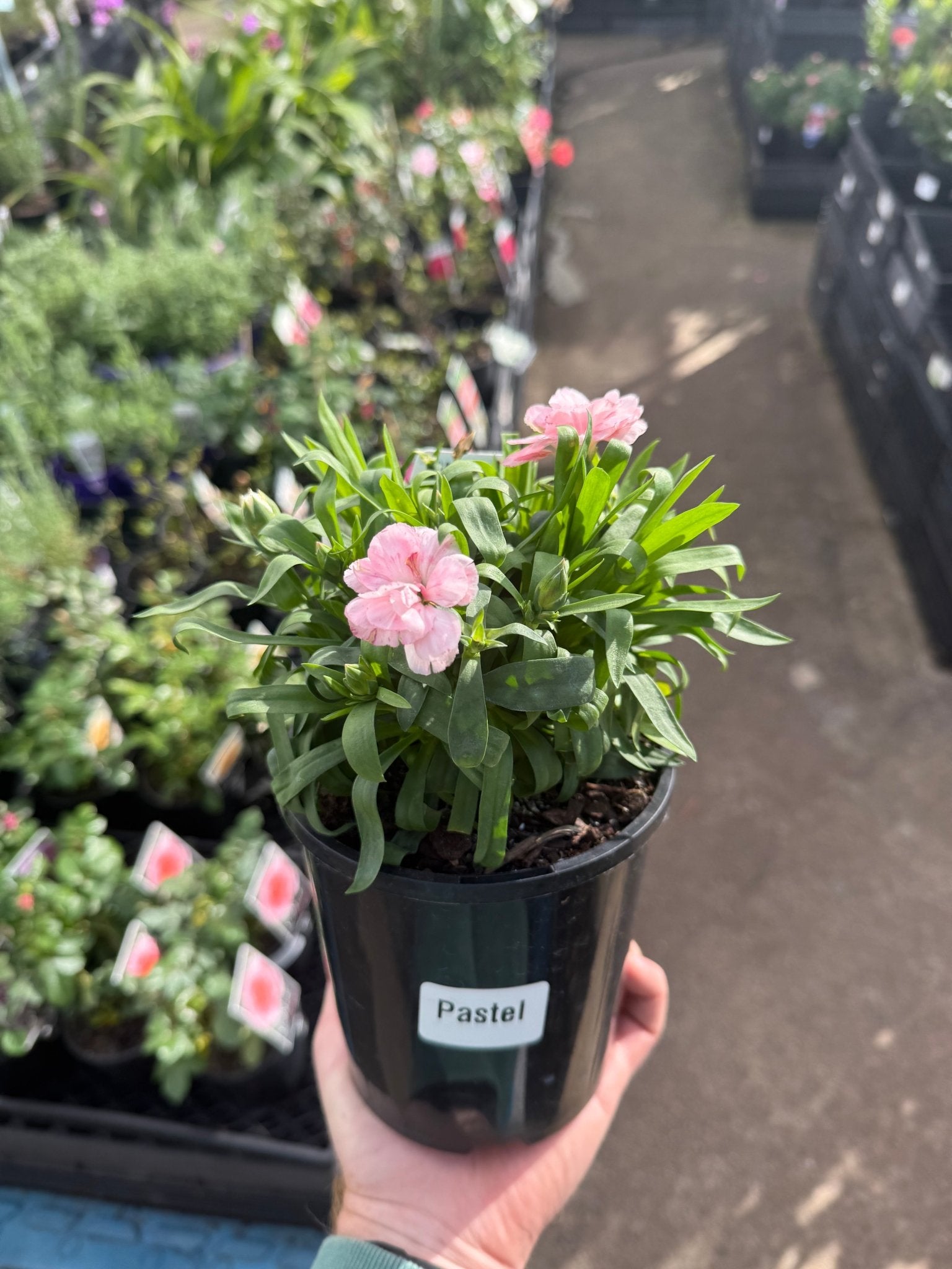 Carnation Dwarf 'Pastel'