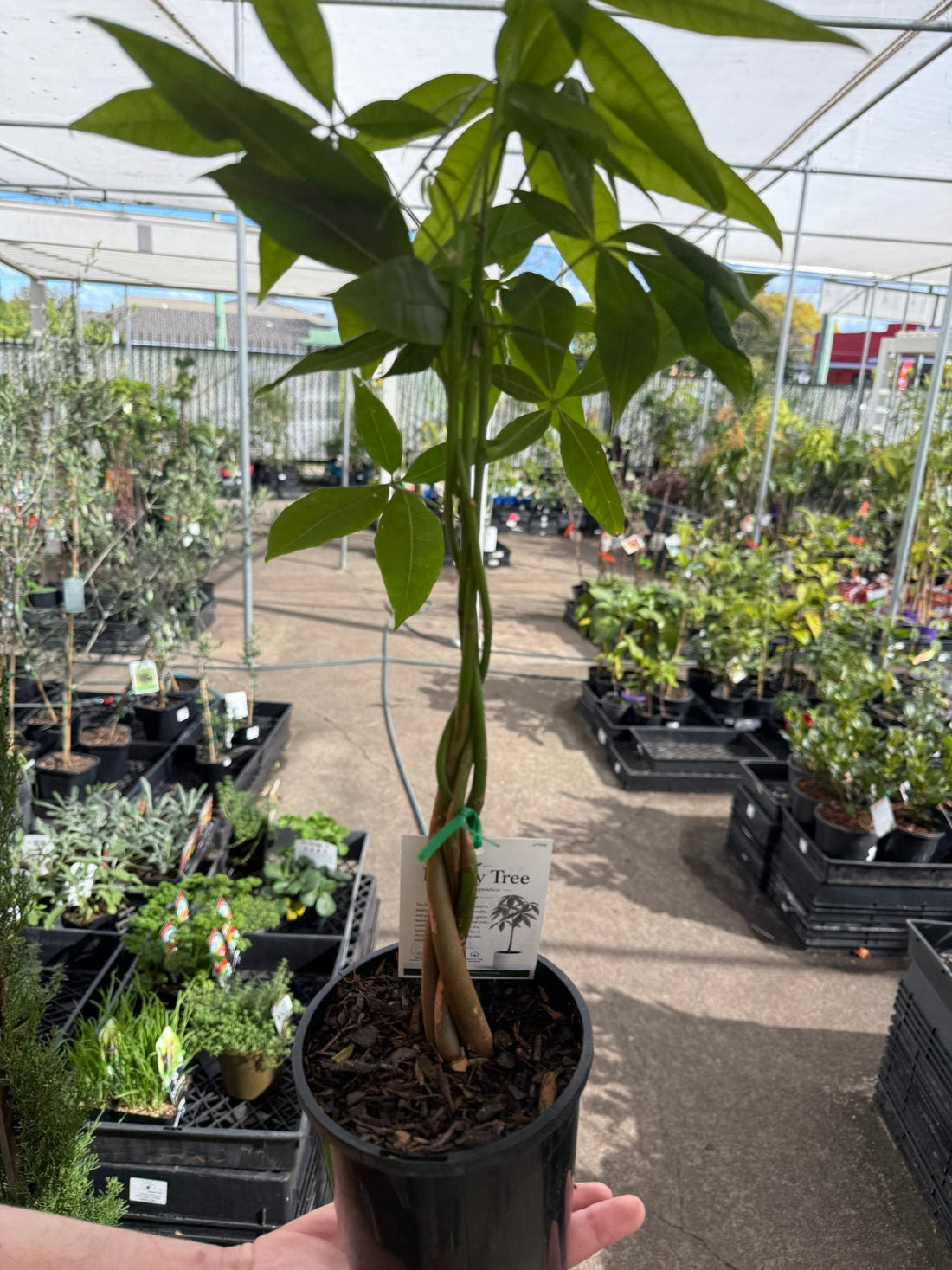 Money Tree 'Lucky 4' Twisted Stem - Ladybird Nursery