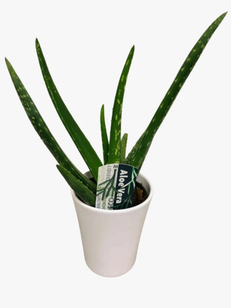 Escapade Aloe (Aloe Escapade) - Ladybird Nursery