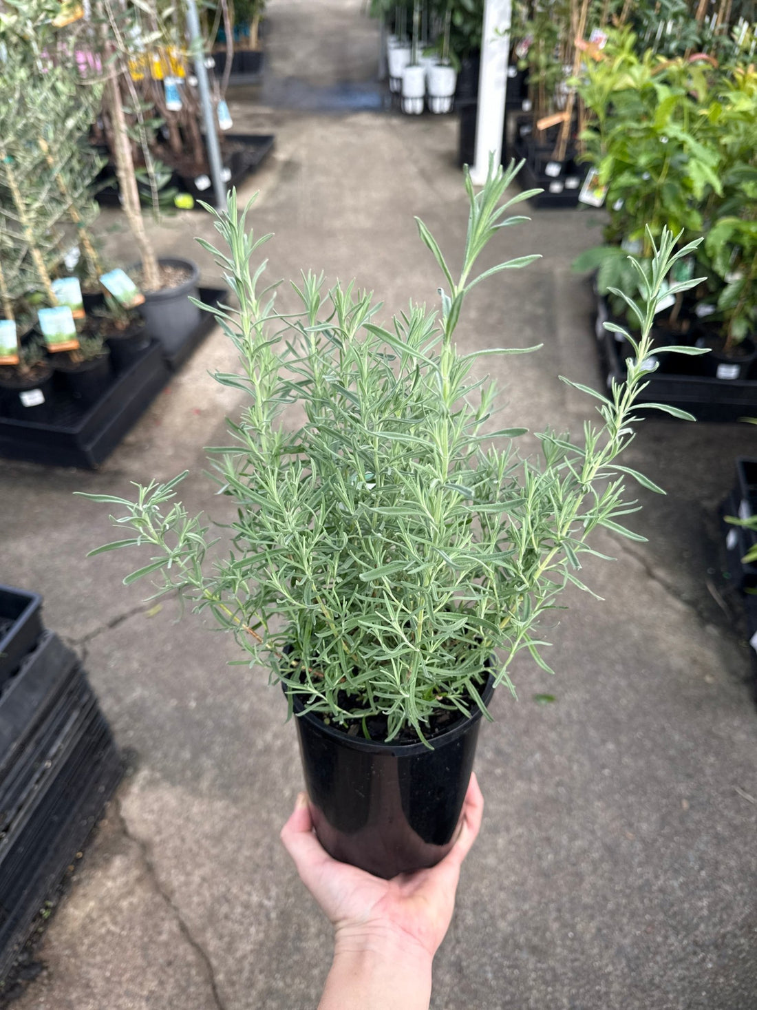Lavender - Avonview (Lavandula stoechas) - Ladybird Nursery