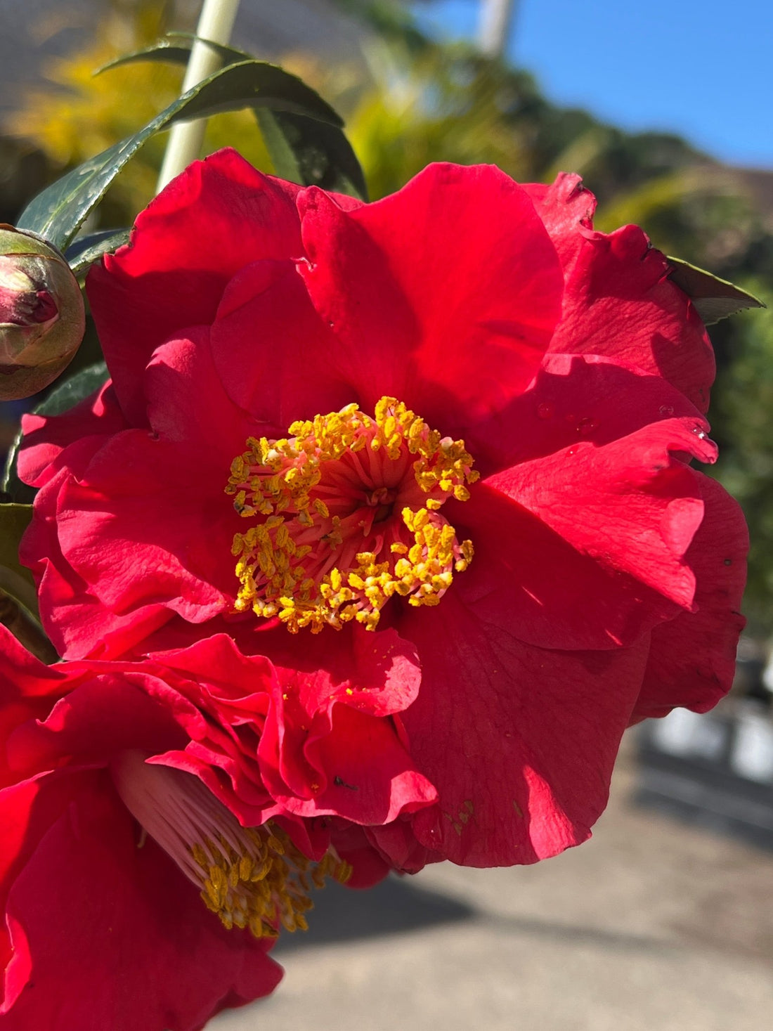 Camellia 'Bob Hope (Camellia japonica) - Ladybird Nursery