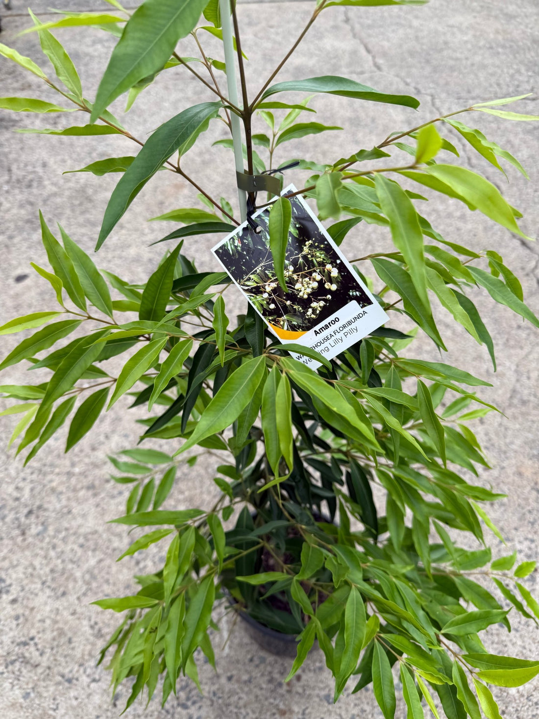 Weeping Lilly Pilly 'Amaroo' (Waterhousia floribunda) - Ladybird Nursery