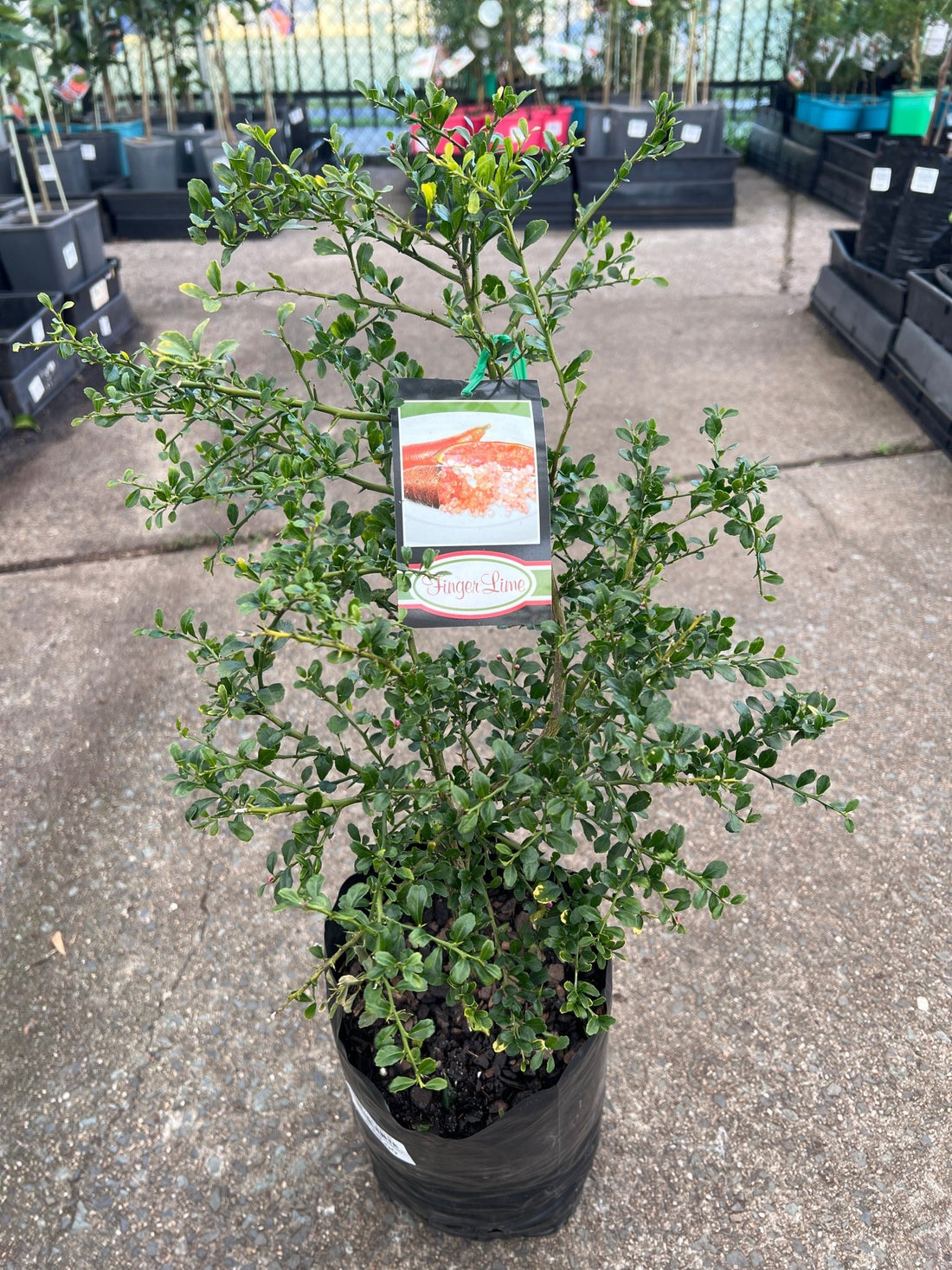 Finger Lime 'Pink Ice' (QLD ONLY) - Ladybird Nursery