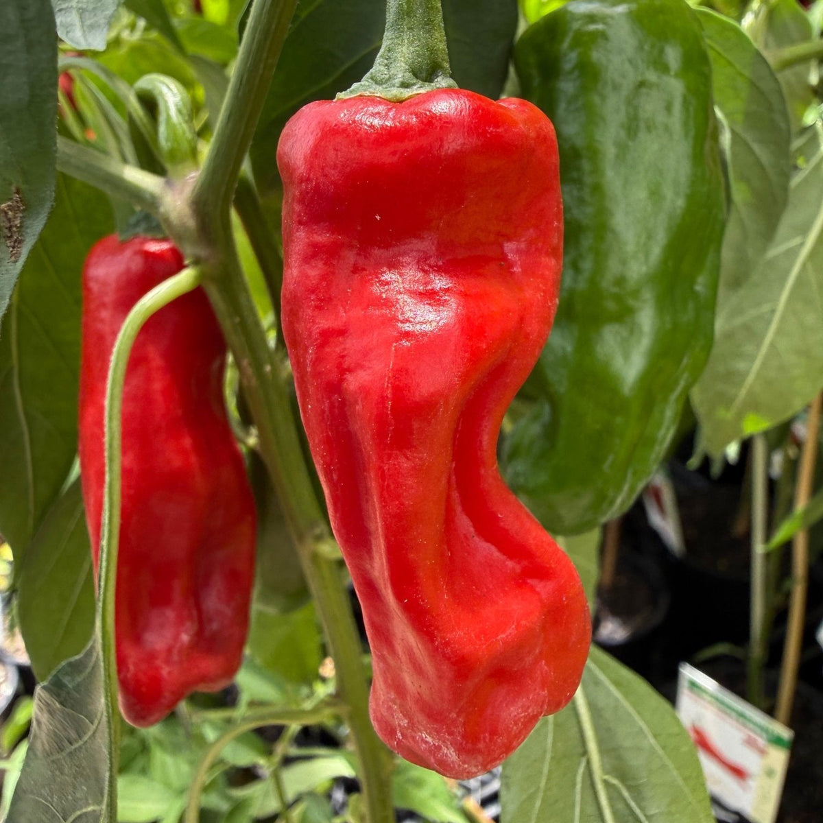 Chilli 'Australian Broome' - Ladybird Nursery