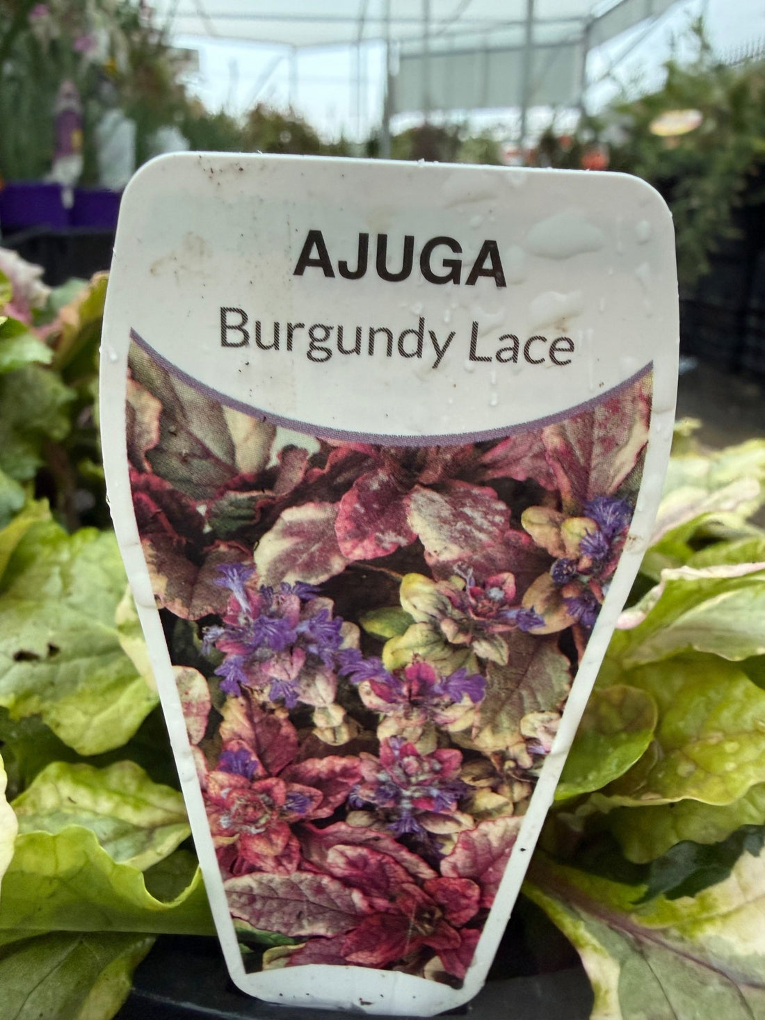 Ajuga 'Burgundy Lace' - Ladybird Nursery