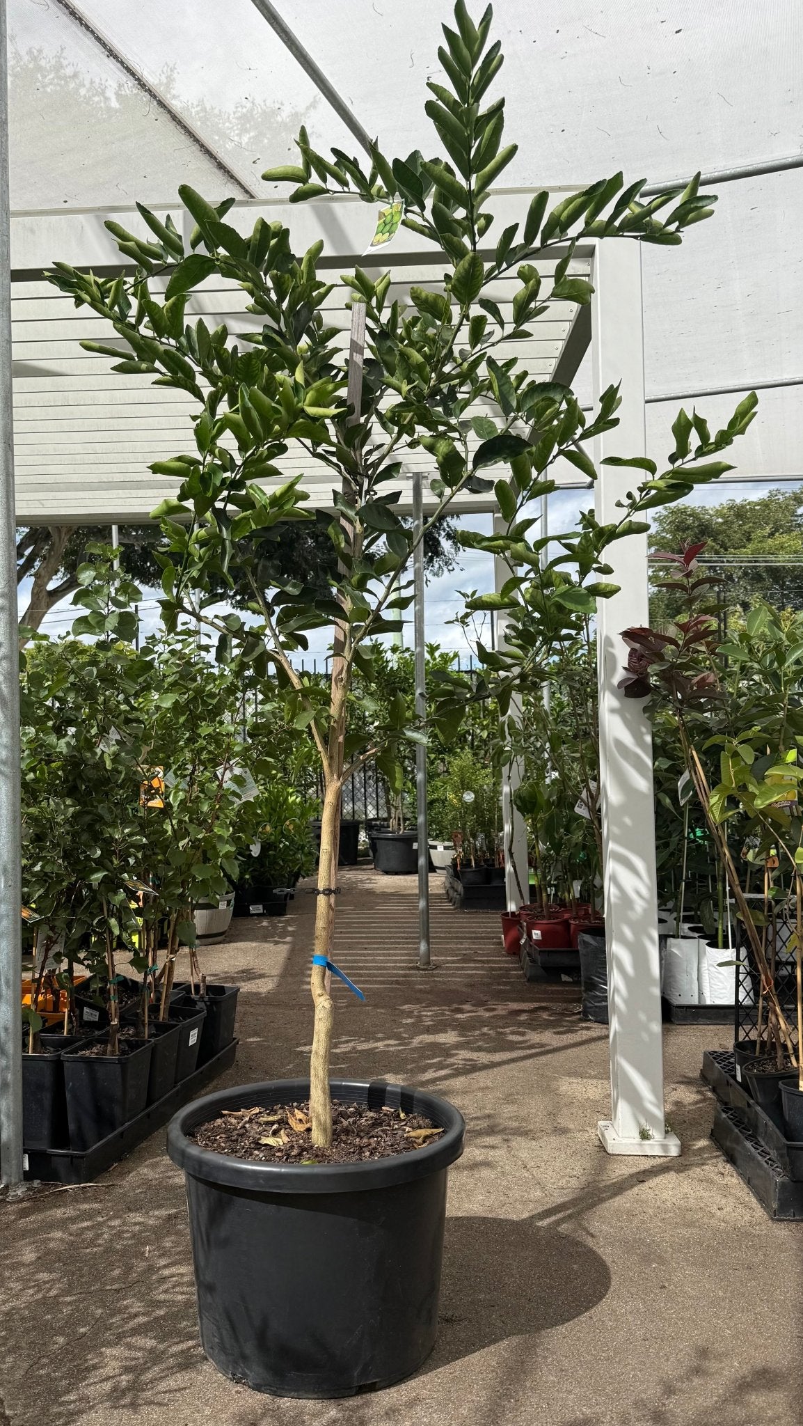 Lime 'Tahitian' LARGE 500mm Pot (PICKUP ONLY) - Ladybird Nursery