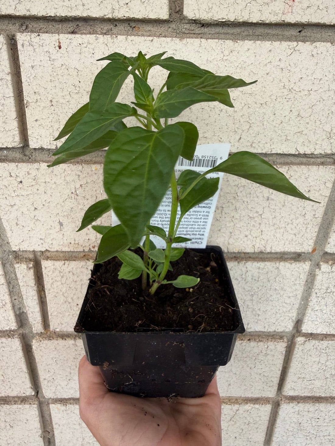 Chilli 'Serrano' - Ladybird Nursery