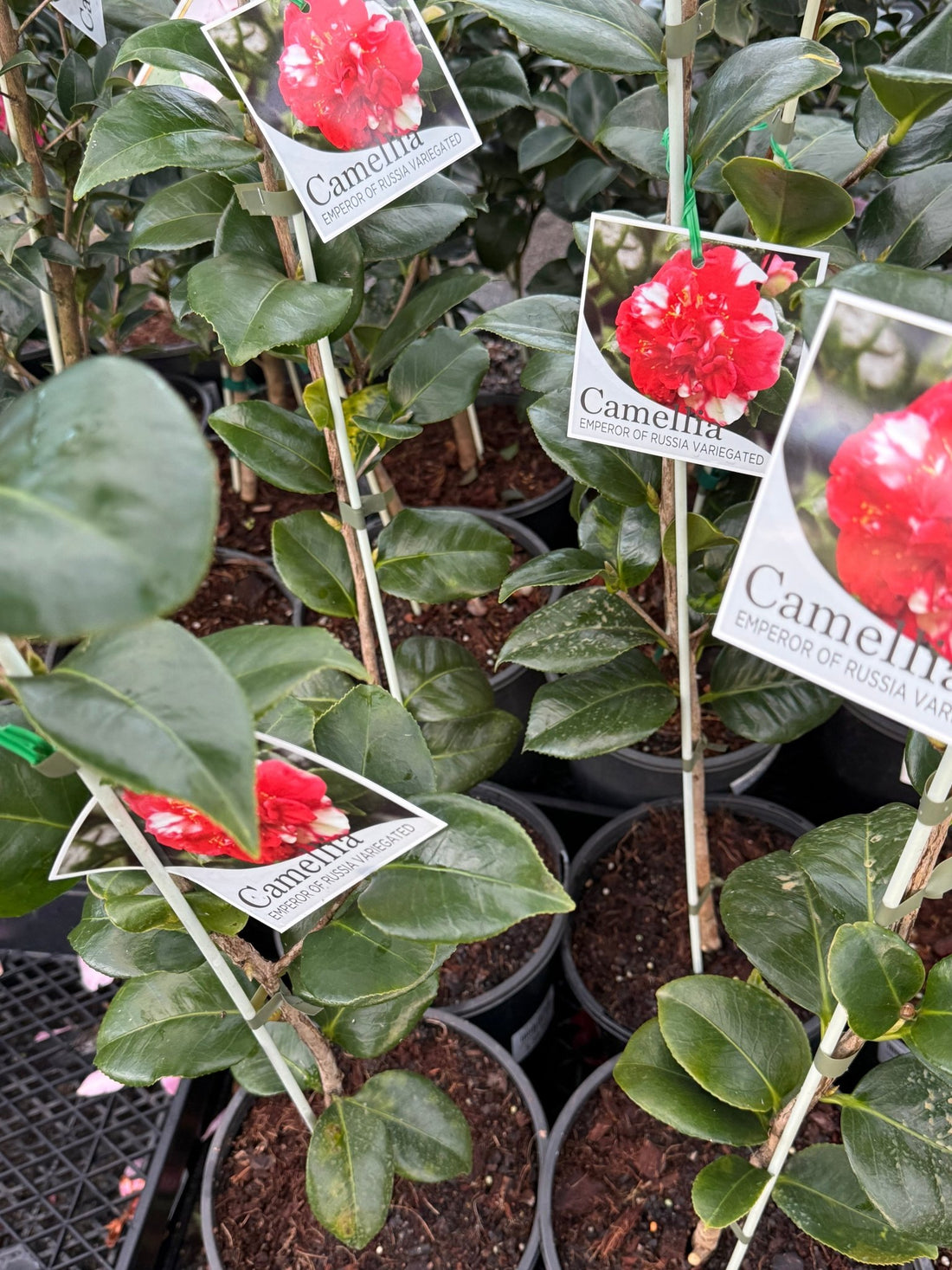 Camellia 'Emperor of Russia Variegated' - Large - Ladybird Nursery
