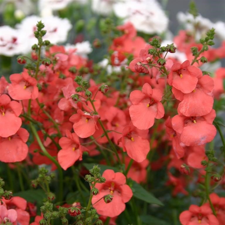 Twinspur Drifter (Diascia Little) - Ladybird Nursery