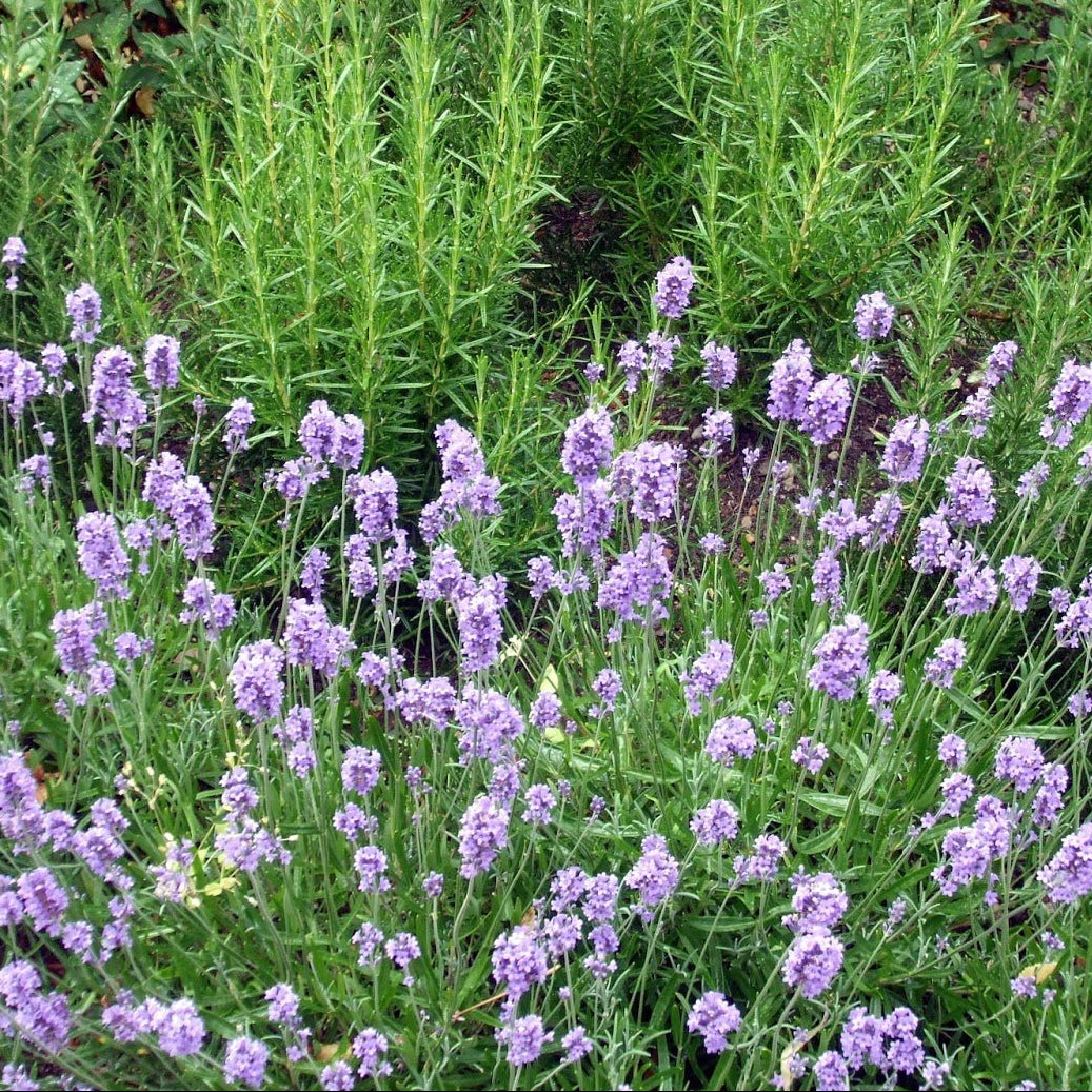 buy lavender and rosemary plants Coastal Rosemary Seacrest Lavender Plant – Buy Now! – Ladybird Nursery