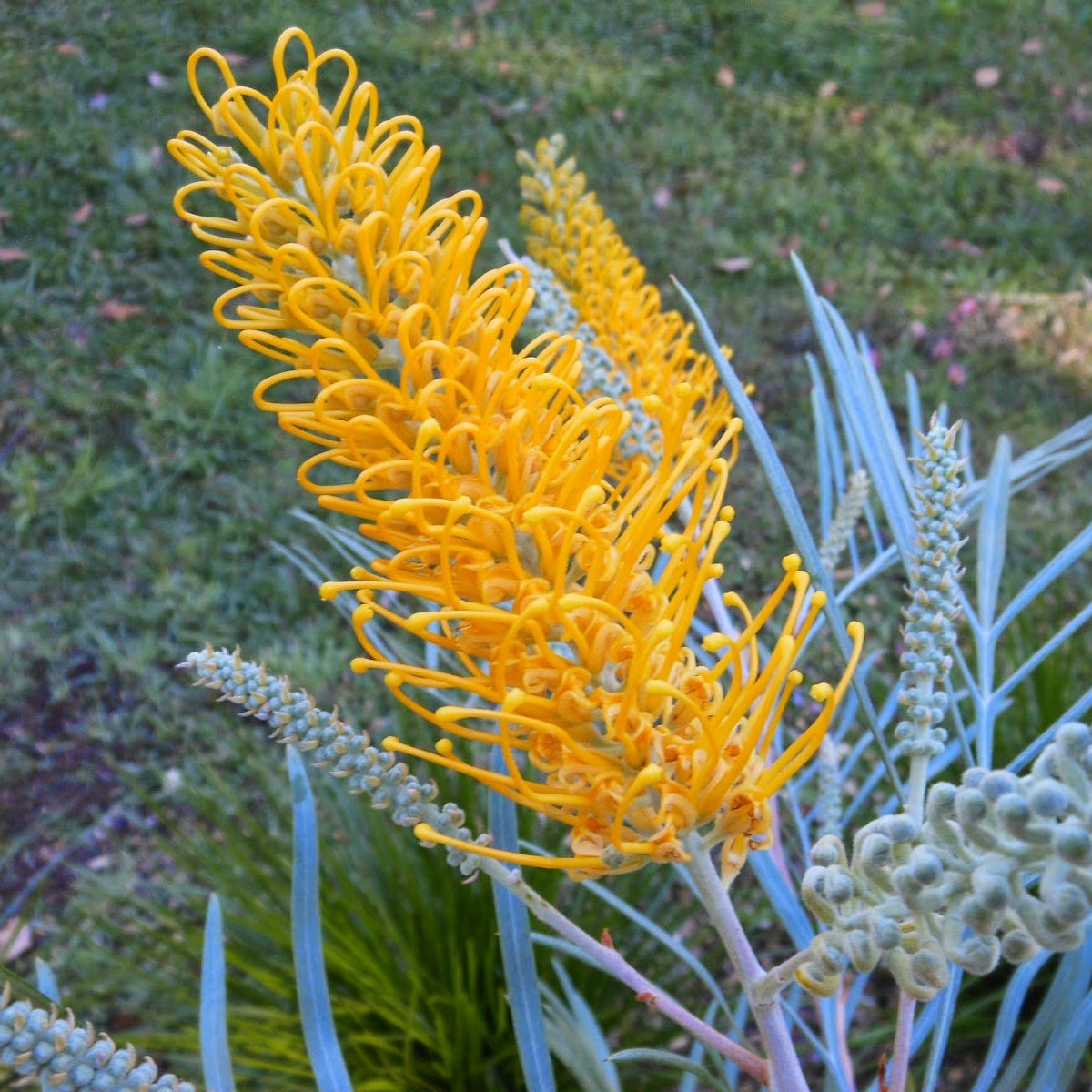Grevillea Bush Lemons - Ladybird Nursery