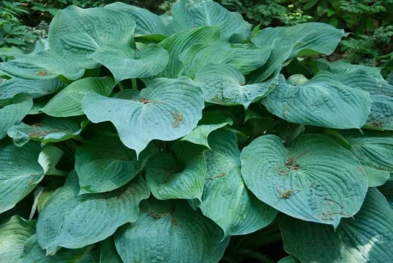 Plantain Lily Blue Angel (Hosta ) - Ladybird Nursery