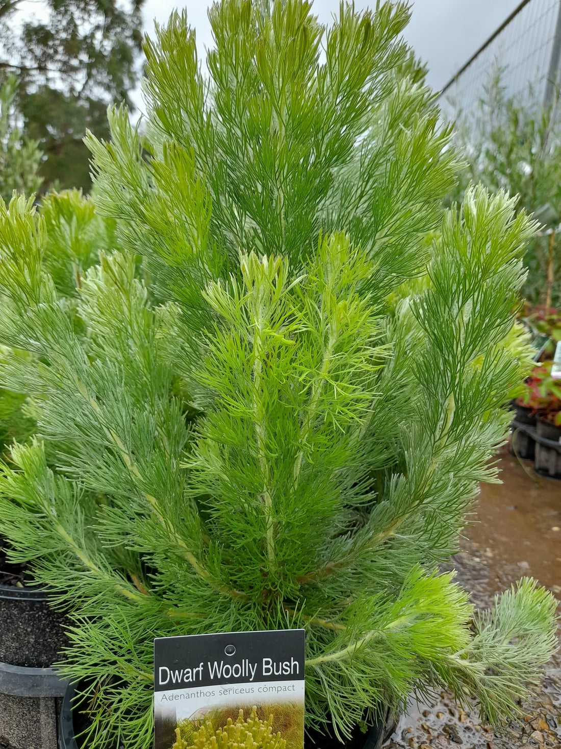 Woolly Bush Silver Sensation (Adenanthos sericea) - Ladybird Nursery