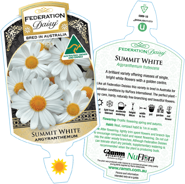 Daisy 'Summit White' (Argyranthemum) - Large - Ladybird Nursery