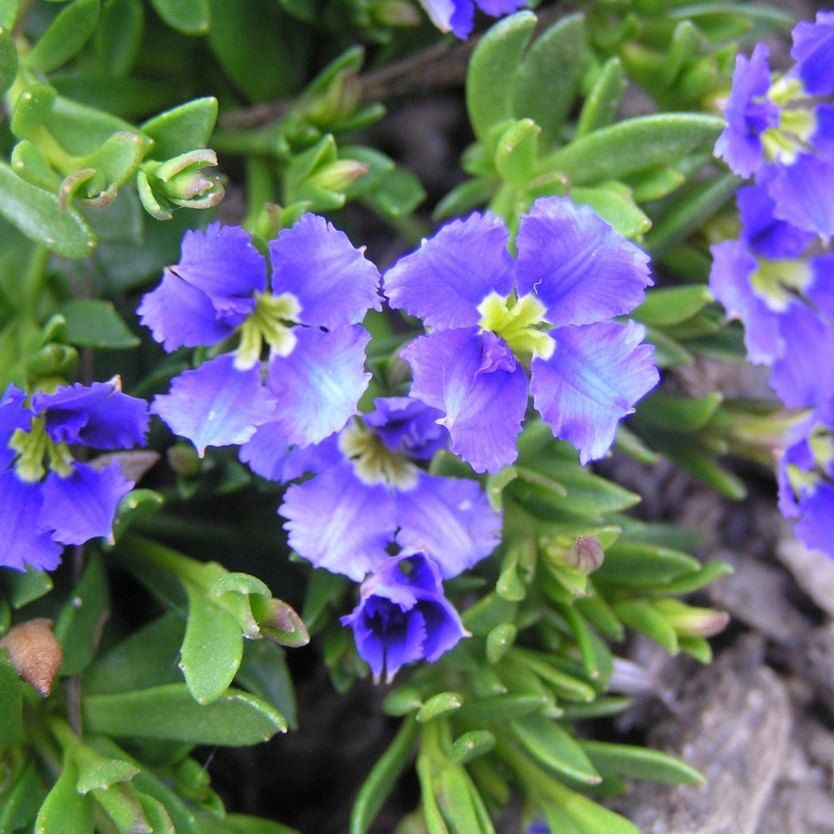Dampiera diversifolia - Ladybird Nursery